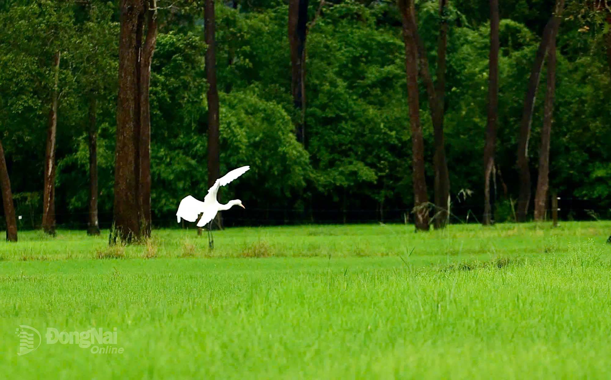 White storks soaring above add a vivid touch to the tranquil scenery. Photo: Thuy Tien

