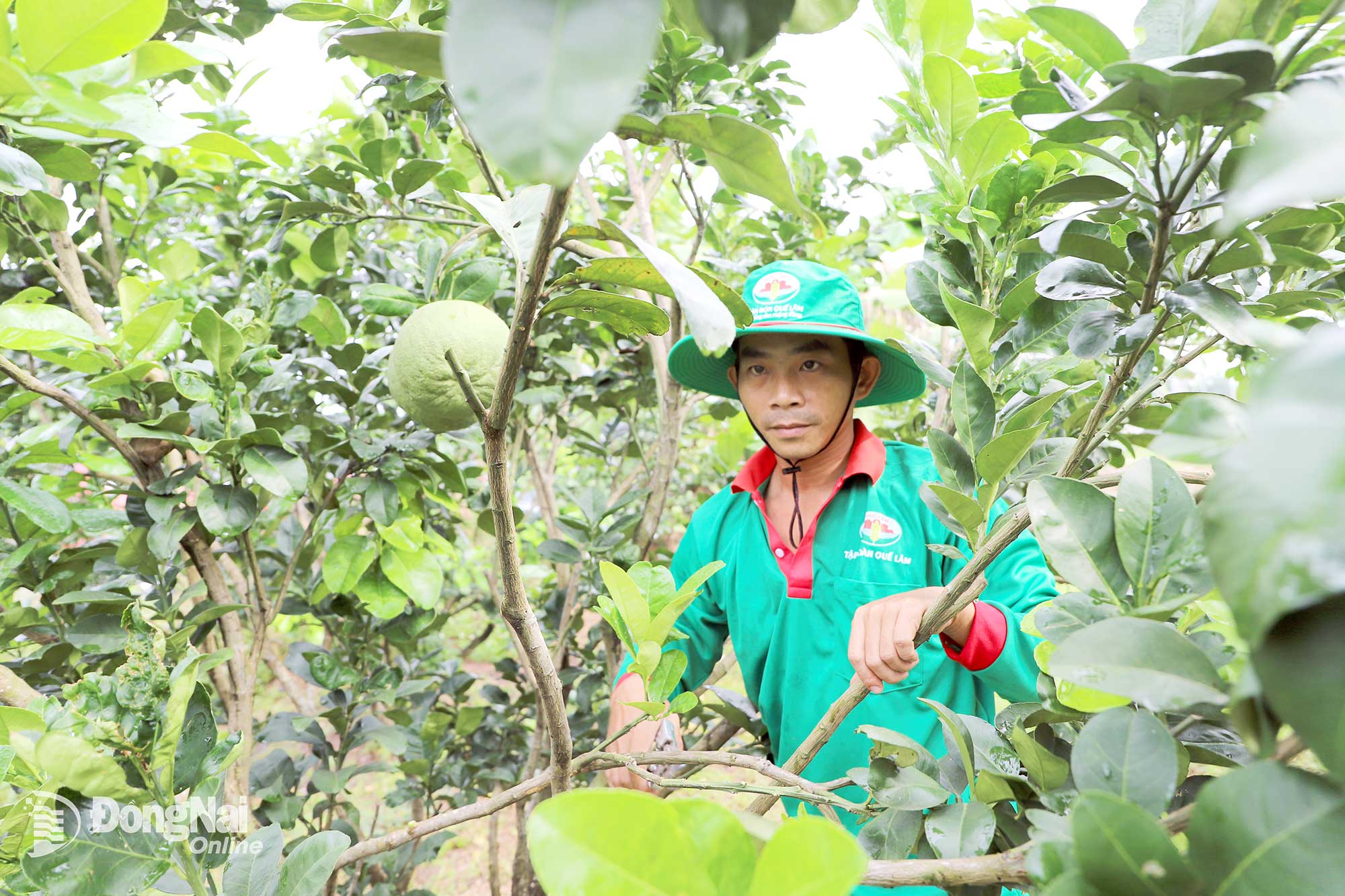 The organic pomelo farming model implemented in Dau Giay commune follows the procedures of Que Lam Group JSC. Photo: B. Nguyen

