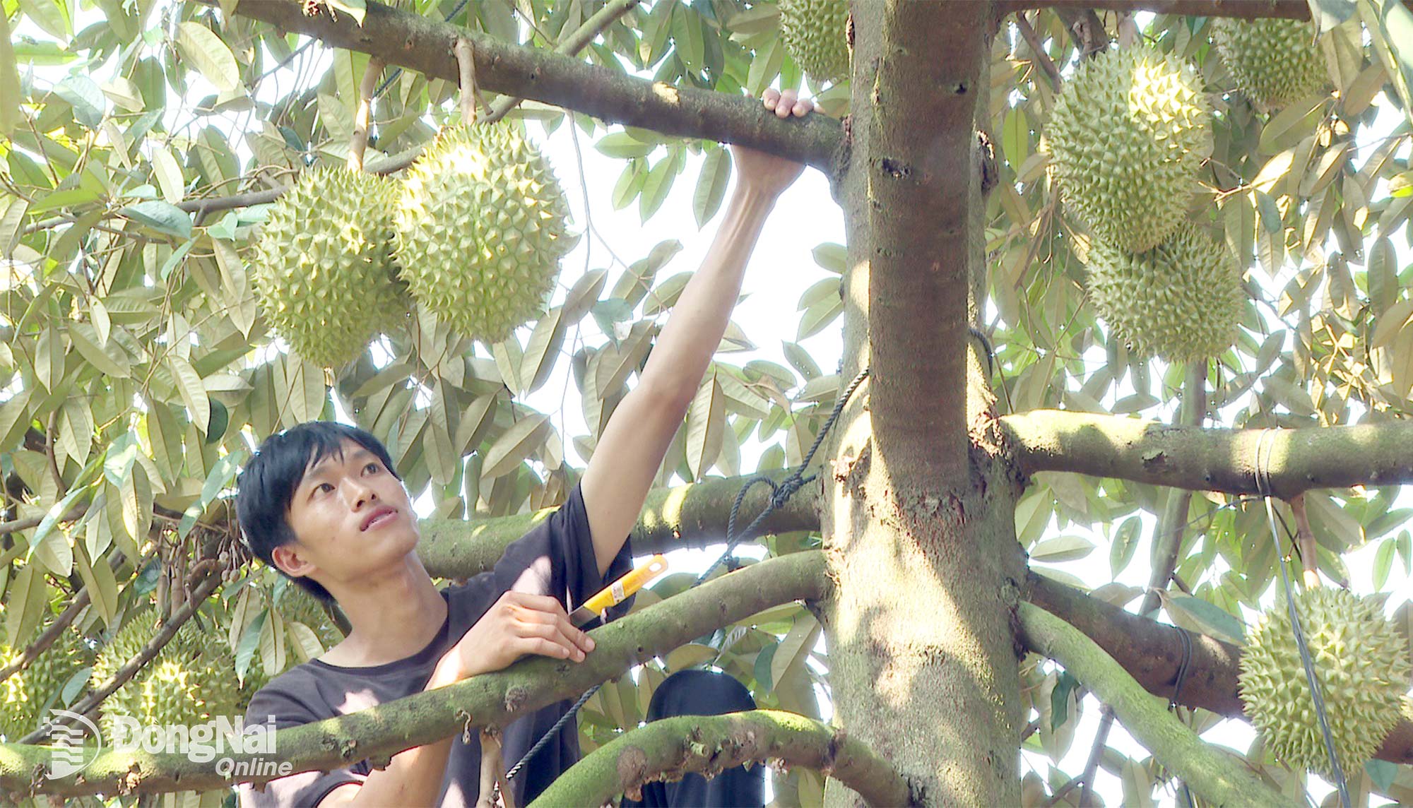 Trinh The Hao, a resident of Binh Tan commune, harvests durians.


