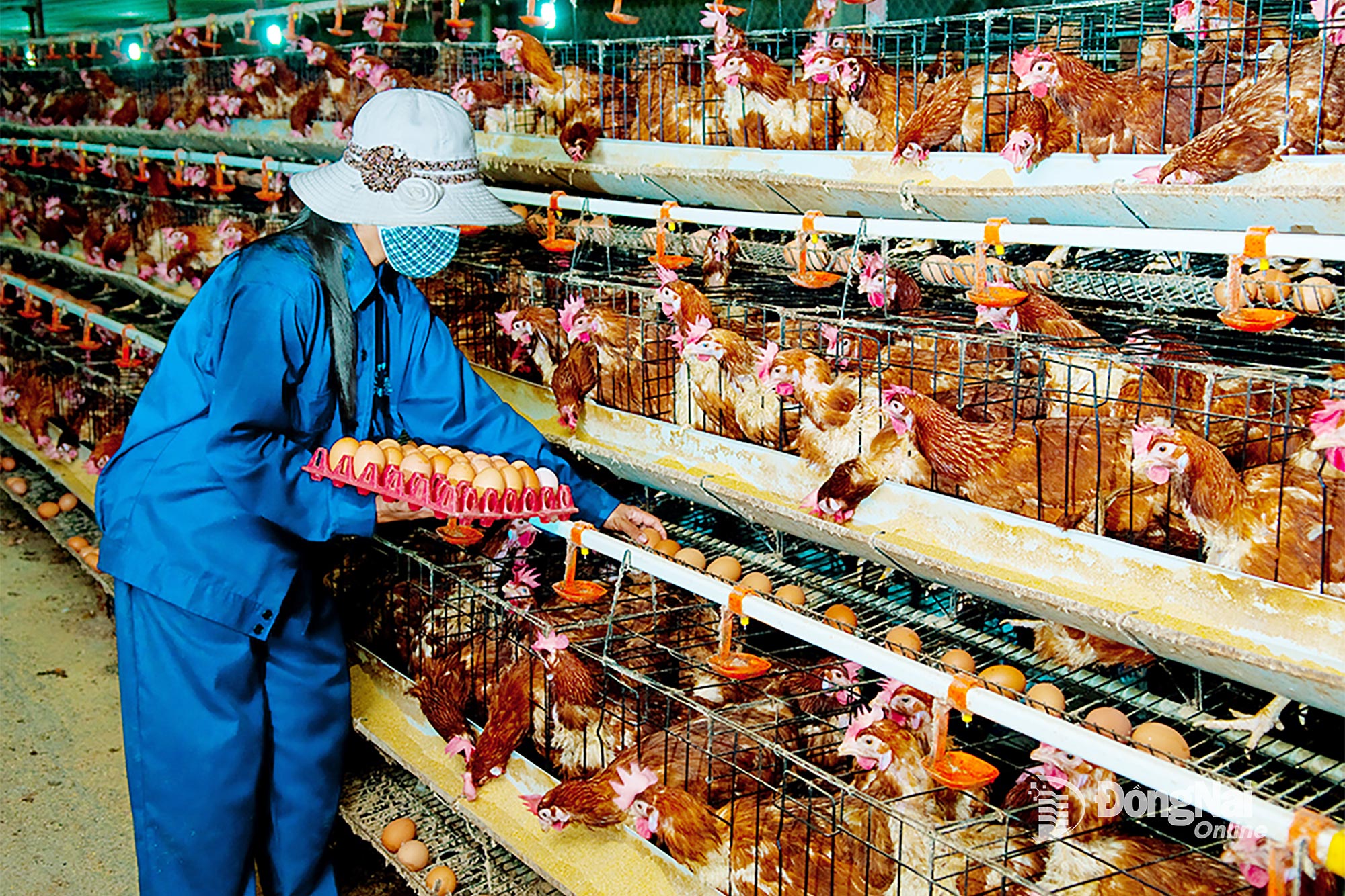 Cần mẫn trong nông trại gà sạch. Ảnh: Trần Hữu Cường