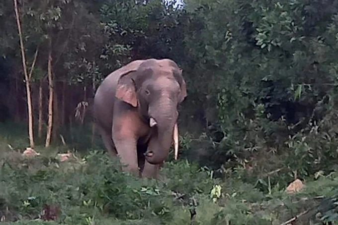 An elephant at the Dong Nai Nature and Cultural Reserve.