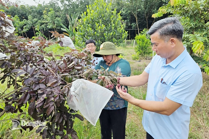 Xã vùng biên Lộc Thạnh hôm nay