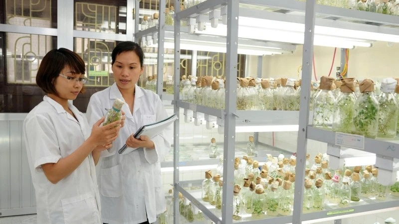 Crop variety research at the Institute of Agricultural Biology, Viet Nam National University of Agriculture. (Photo: Khanh An)