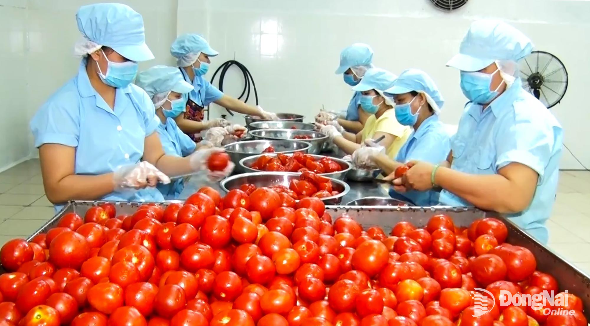 Production process at Canh Dong Vang Co., Ltd., Tan An commune. Photo: Viet Cuong