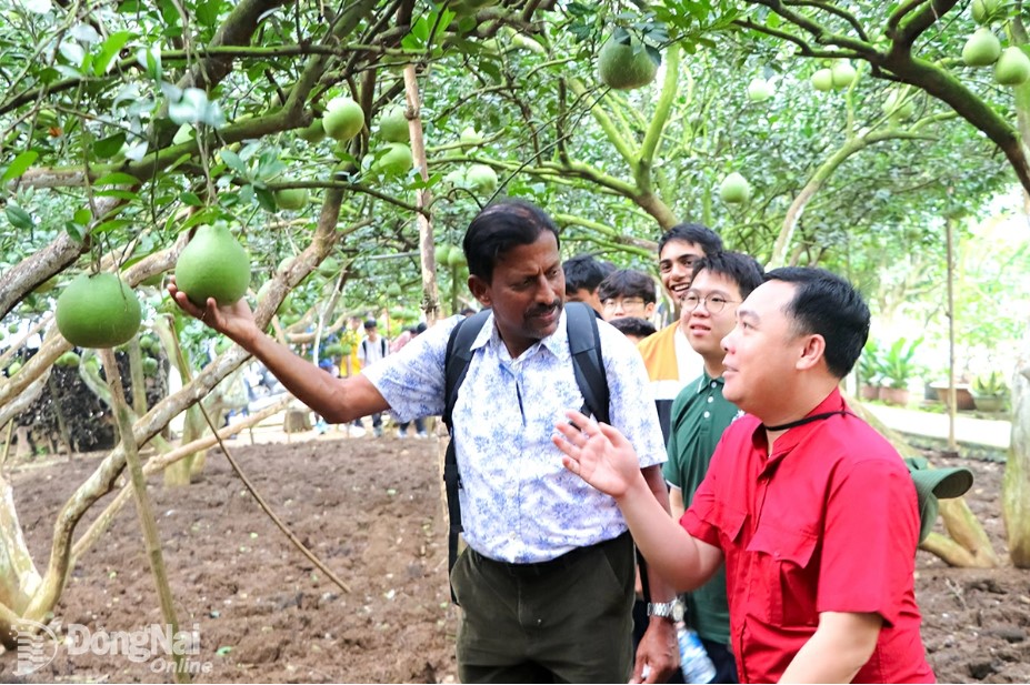 Tourists from Singapore visit Tan Trieu grapefruit village. Photo: Ngoc Lien