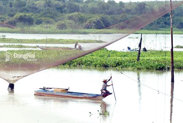 Nguyen Thanh Hai rowed his boat out to the middle of the stream to remove the fish