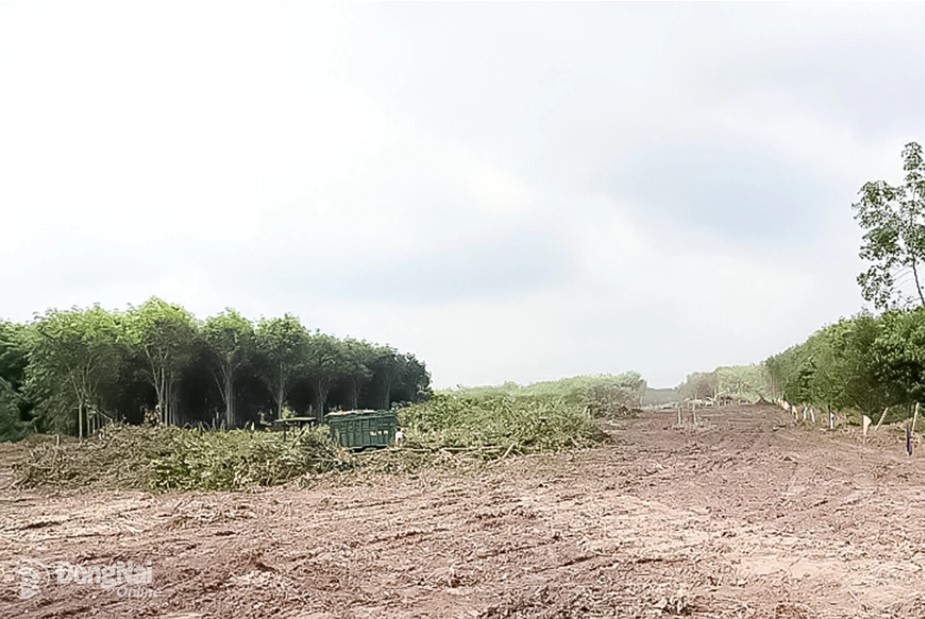 People cut down trees in their gardens and handed over the site for the Gia Nghia - Chon Thanh Expressway Project, passing through Nha Bich commune (Dong Nai province). Photo: Pham Tung