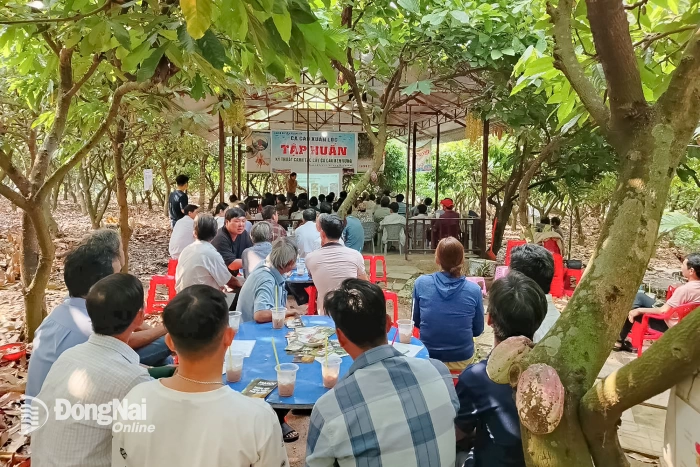 Hợp tác xã nông nghiệp dịch vụ Ca cao Suối Cát: Mô hình liên kết vươn tầm quốc tế