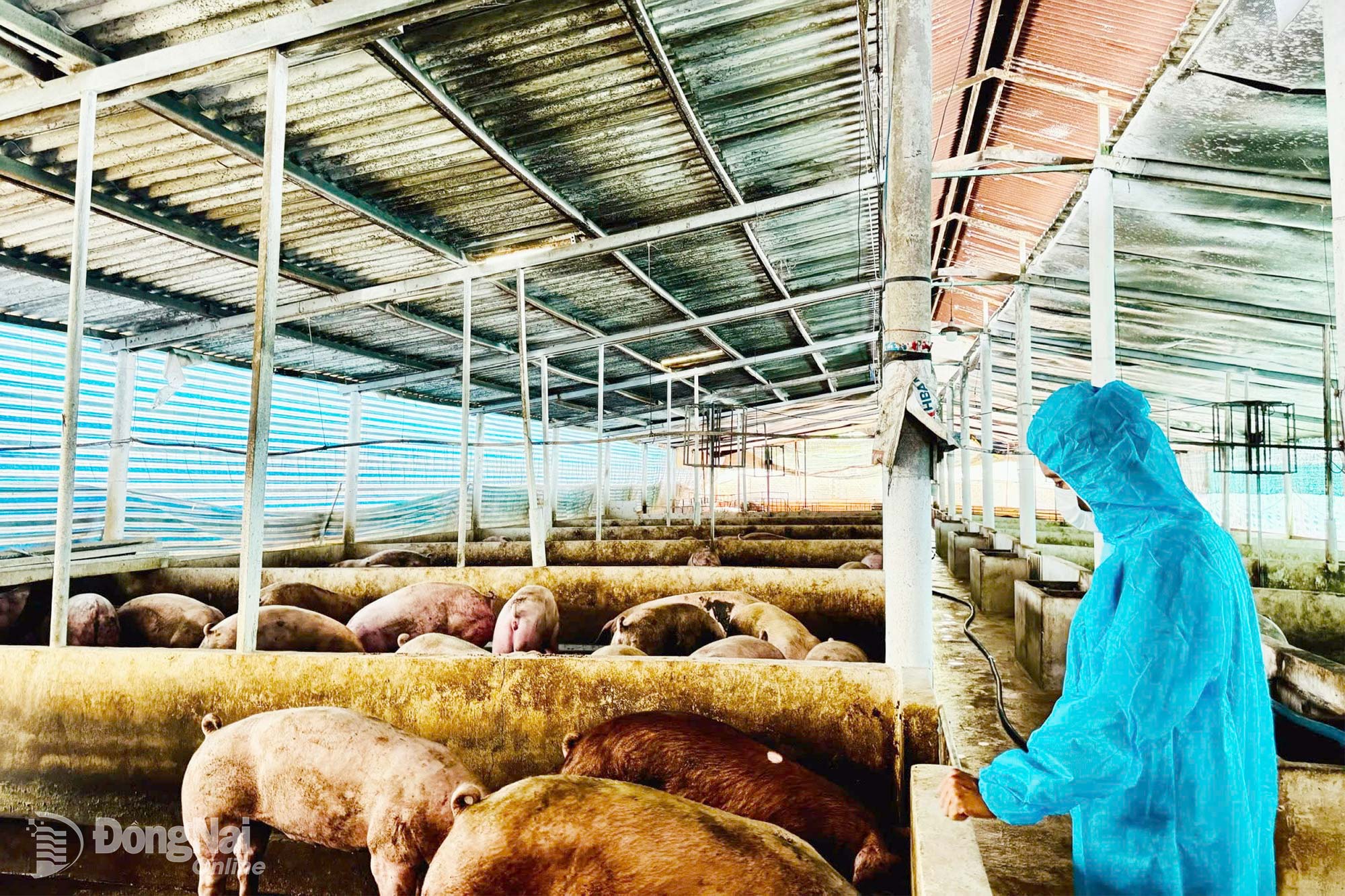 Trang trại chăn nuôi heo tại phường Trảng Bom.
