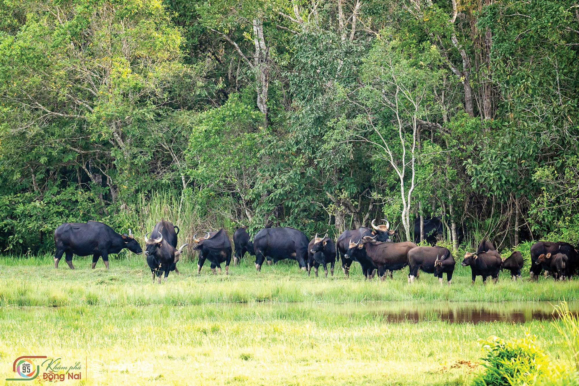 A herd of gaur gathers amid the lush forests of Cat Tien National Park.

