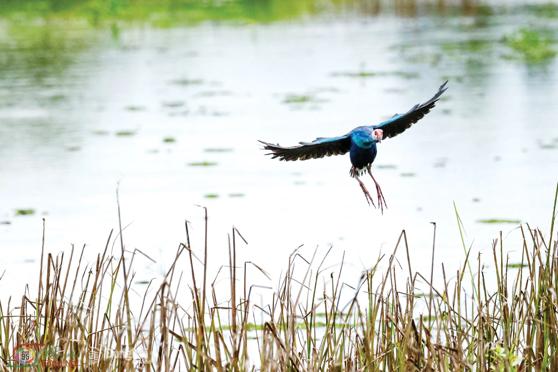 A grey-headed swamphen at Cat Tien National Park.

