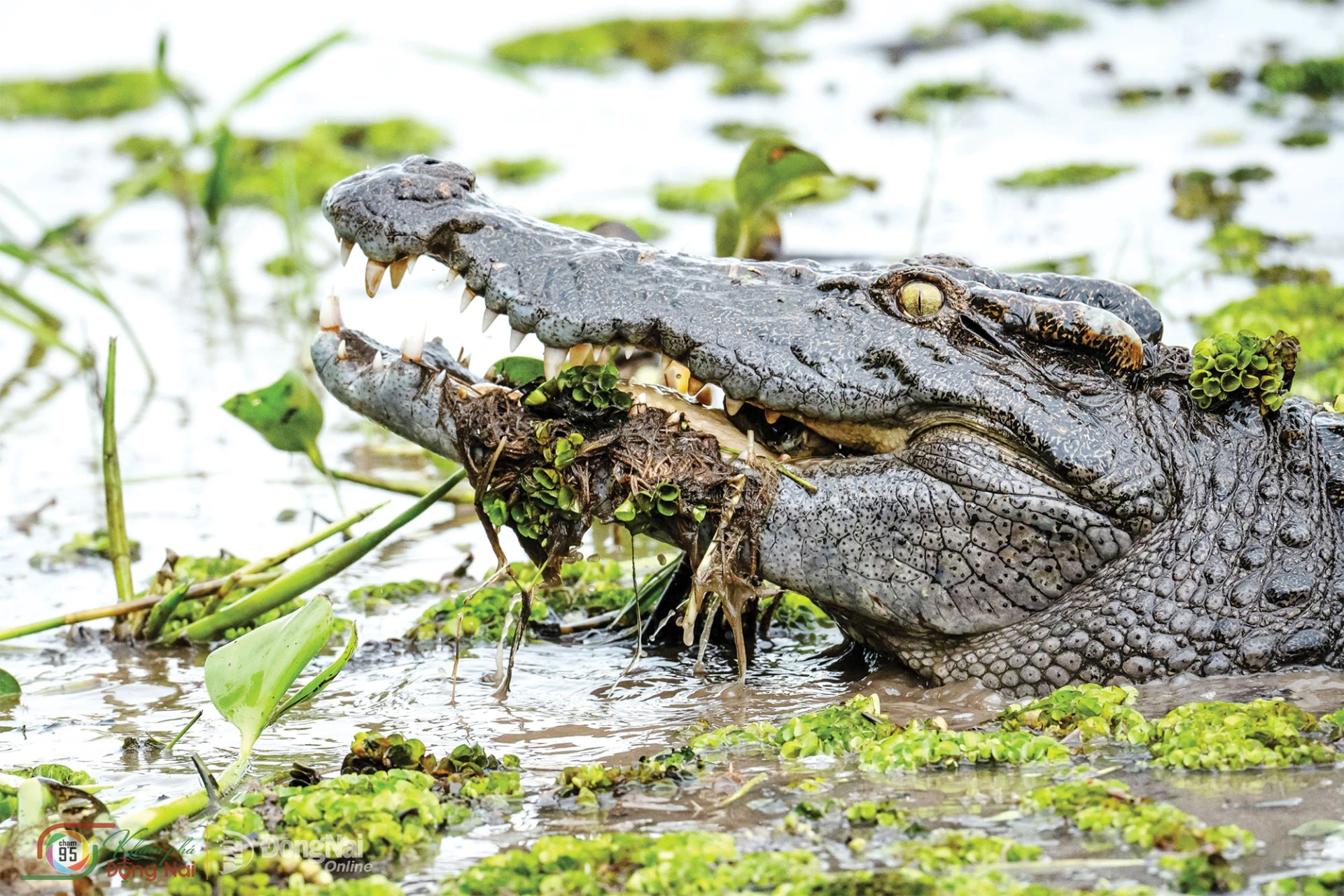 A Siamese crocodile at the Bau Sau (Crocodile Lake) Wetlands and Seasonal Floodplains Ramsar site in Cat Tien National Park.

