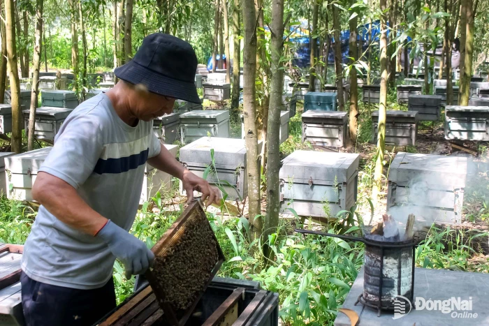 Life on the move with honeybees