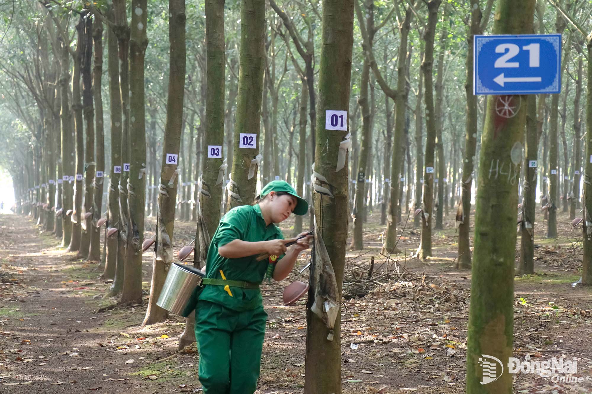 A contestant takes part in a practical rubber tapping test at a plantation. Photo: Ngoc Huyen

