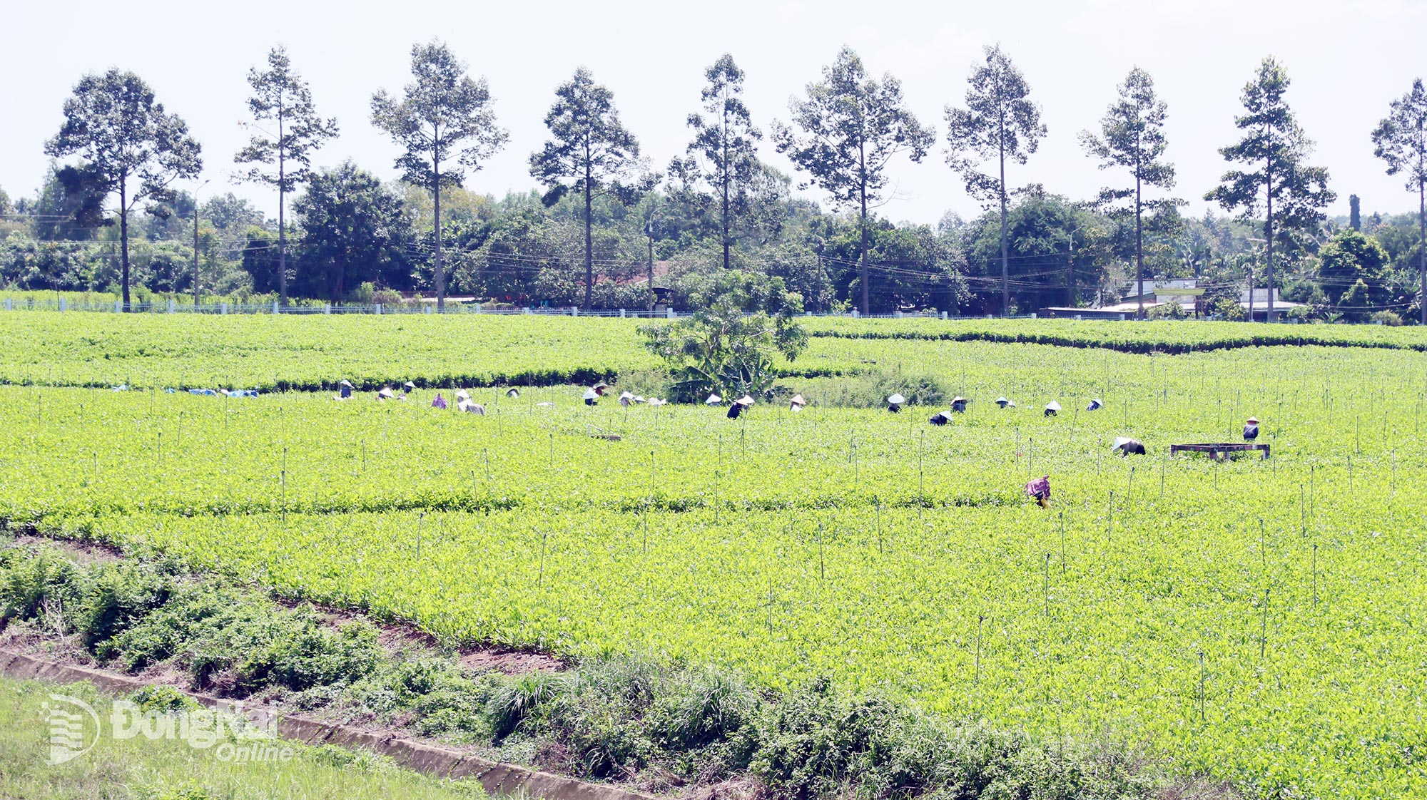 Sản xuất tràm trên địa bàn phường góp phần giải quyết việc làm, tăng thu nhập cho người lao động. Ảnh: Quang Huy