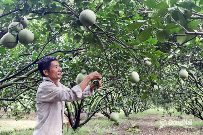 Chuẩn hóa vùng chuyên canh xuất khẩu