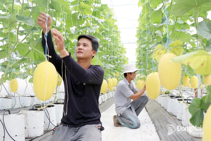 Khi người trẻ làm nông nghiệp sạch