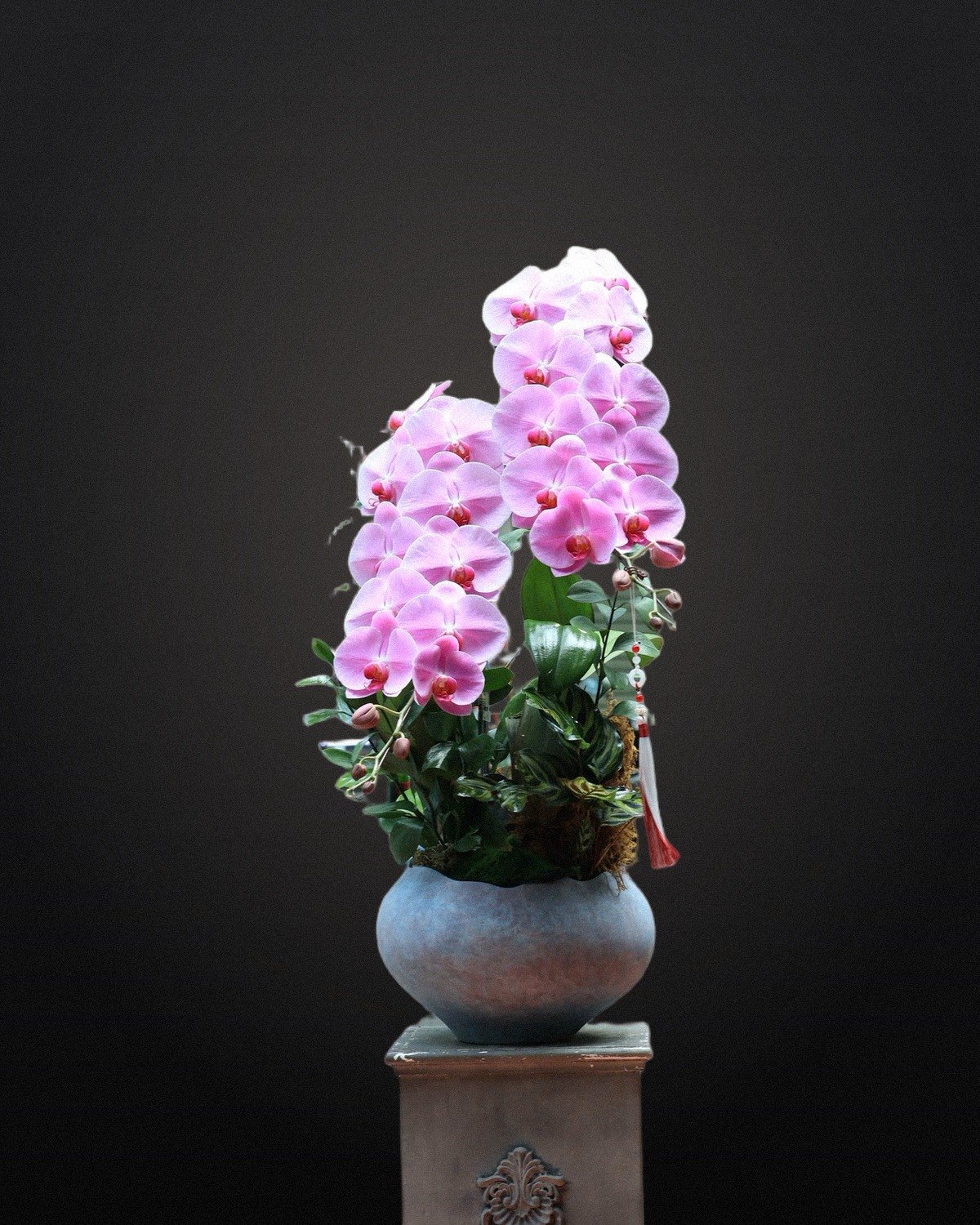 Chậu lan hồ điệp hồng - Hoa Lang Thang.