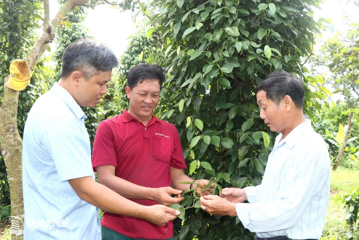 Kinh tế hợp tác nâng giá trị hồ tiêu Đăk Ơ