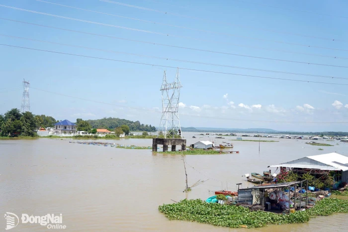 Lũ trên sông La Ngà vượt mức báo động 2, nguy cơ gây ngập tại một số địa phương