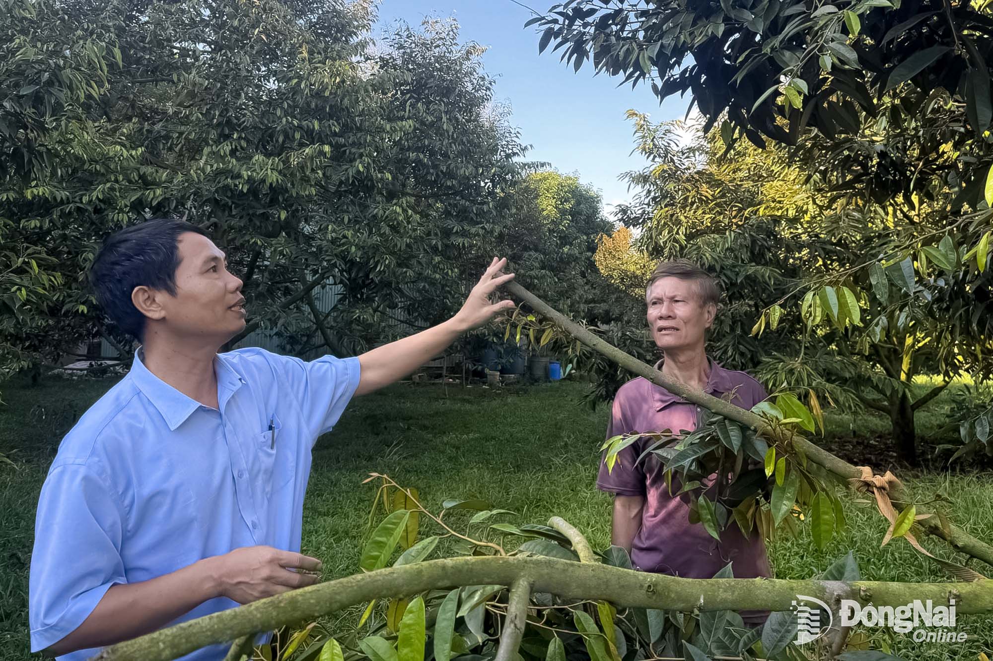 Ông Nguyễn Thành Đông
(phải), nông dân
phường Dầu Giây
bên vườn sầu riêng
đã phục hồi sau khi
thực hiện các giải pháp
cải tạo đất.