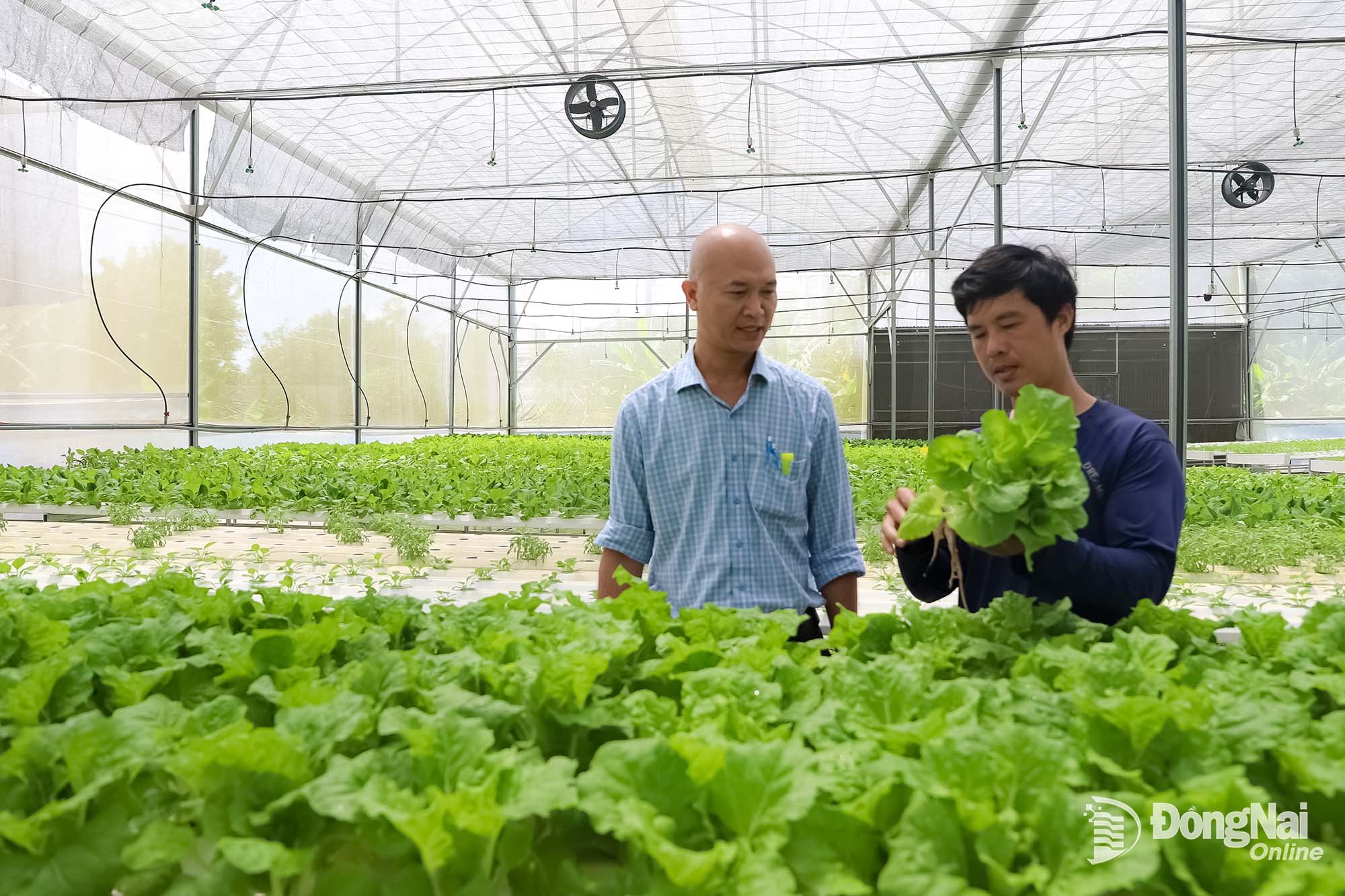 Một hộ nông dân xã Thống Nhất ứng dụng công nghệ cao trồng rau thủy canh trong nhà màng.

