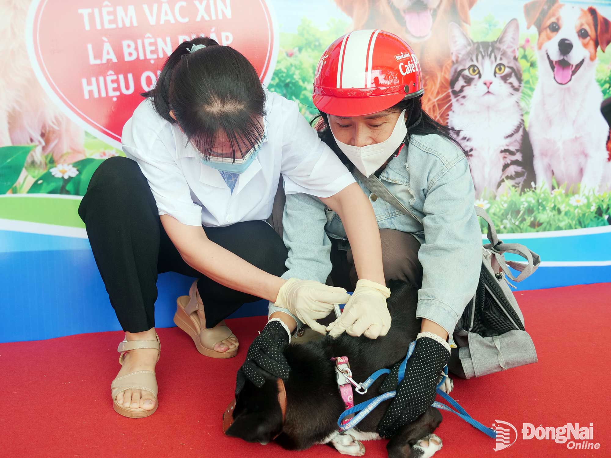 Tiêm vaccine phòng bệnh dại cho chó là một trong những biện pháp để kiểm soát dịch bệnh dại trên địa bàn. Ảnh: Hạnh Dung
