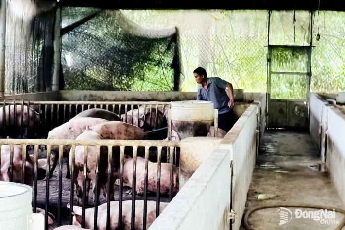 Heo hơi giảm dưới giá thành sản xuất: Người dân đề nghị siết chặt quản lý chất cấm, bảo vệ người chăn nuôi