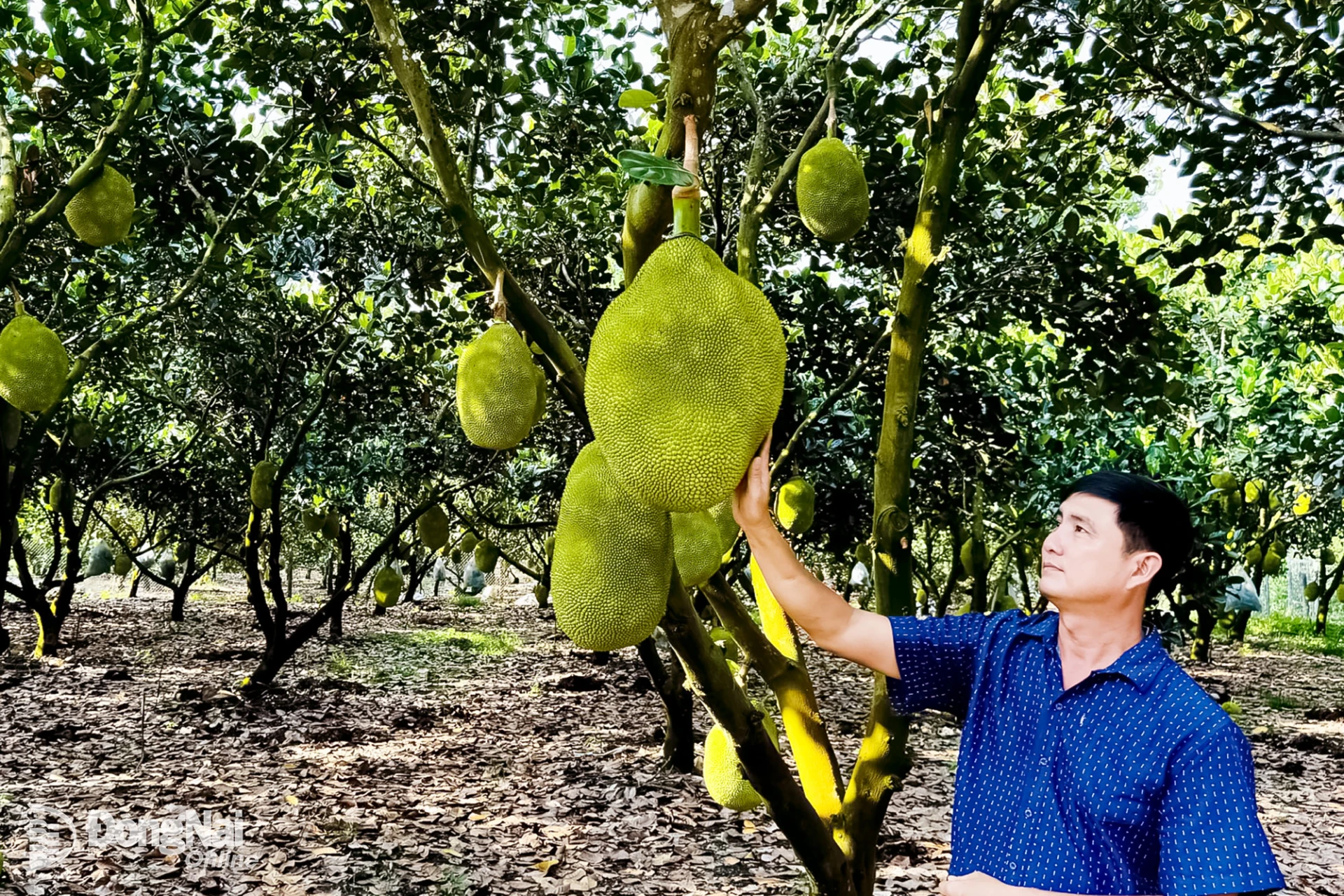 Nông dân xã Xuân Bắc trồng mít theo hướng hữu cơ cho hiệu quả kinh tế cao.

