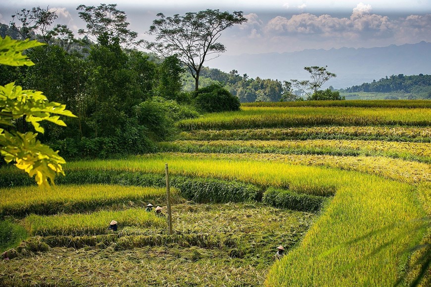 The terraced rice fields of Mien Doi commune in the harvest season.