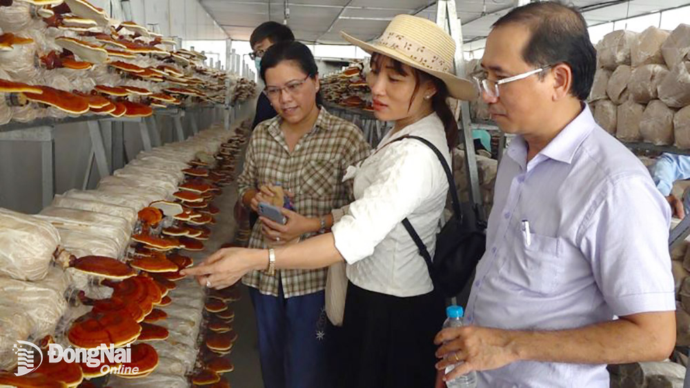 Chủ tịch Hội Nông dân TP.Biên Hòa tham quan mô hình trồng nấm Linh Chi