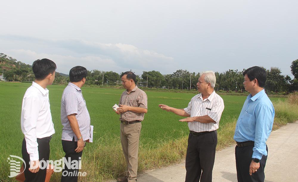 Đoàn kiểm tra khảo sát mô hình chuỗi liên kết sản xuất tại cánh đồng Bàu Kiên (xã Thanh Sơn, H.Định Quán). 