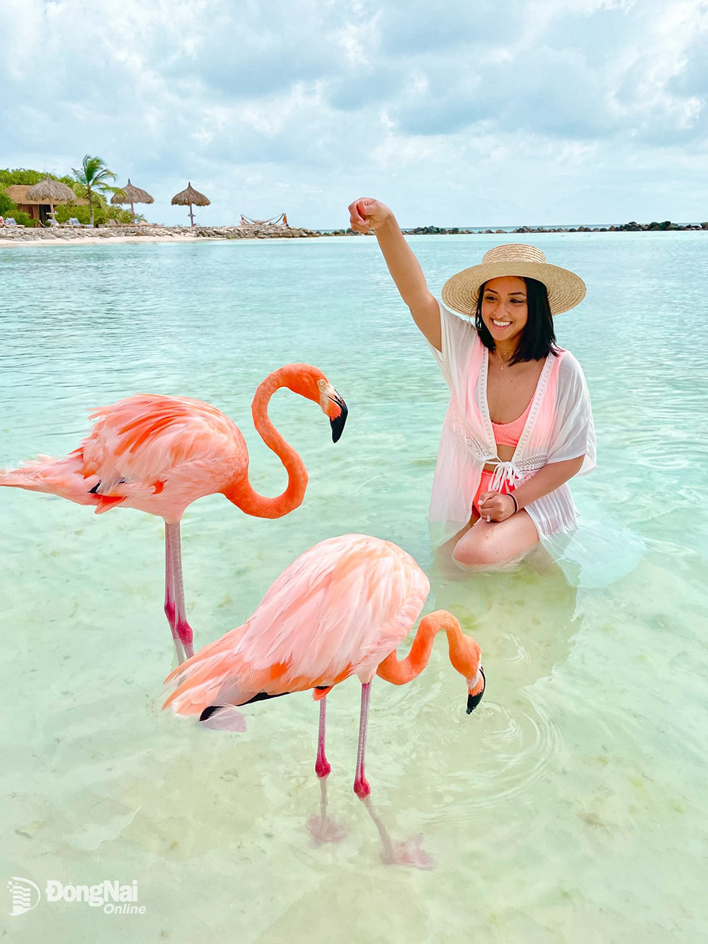Cho chim hồng hạc ăn tại bãi biển Flamingo ở quốc đảo Aruba