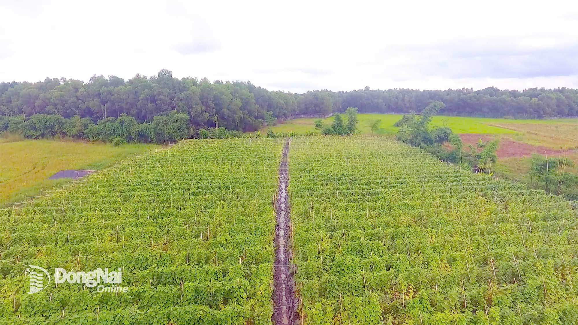 Vườn dưa leo canh tác hữu cơ của Hợp tác xã rau Suối Cát, xã Xuân Lộc. Ảnh Đặng Hùng