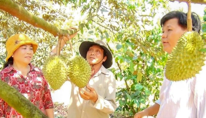 Hang Gon Agricultural Service Cooperative introduces durian products.

