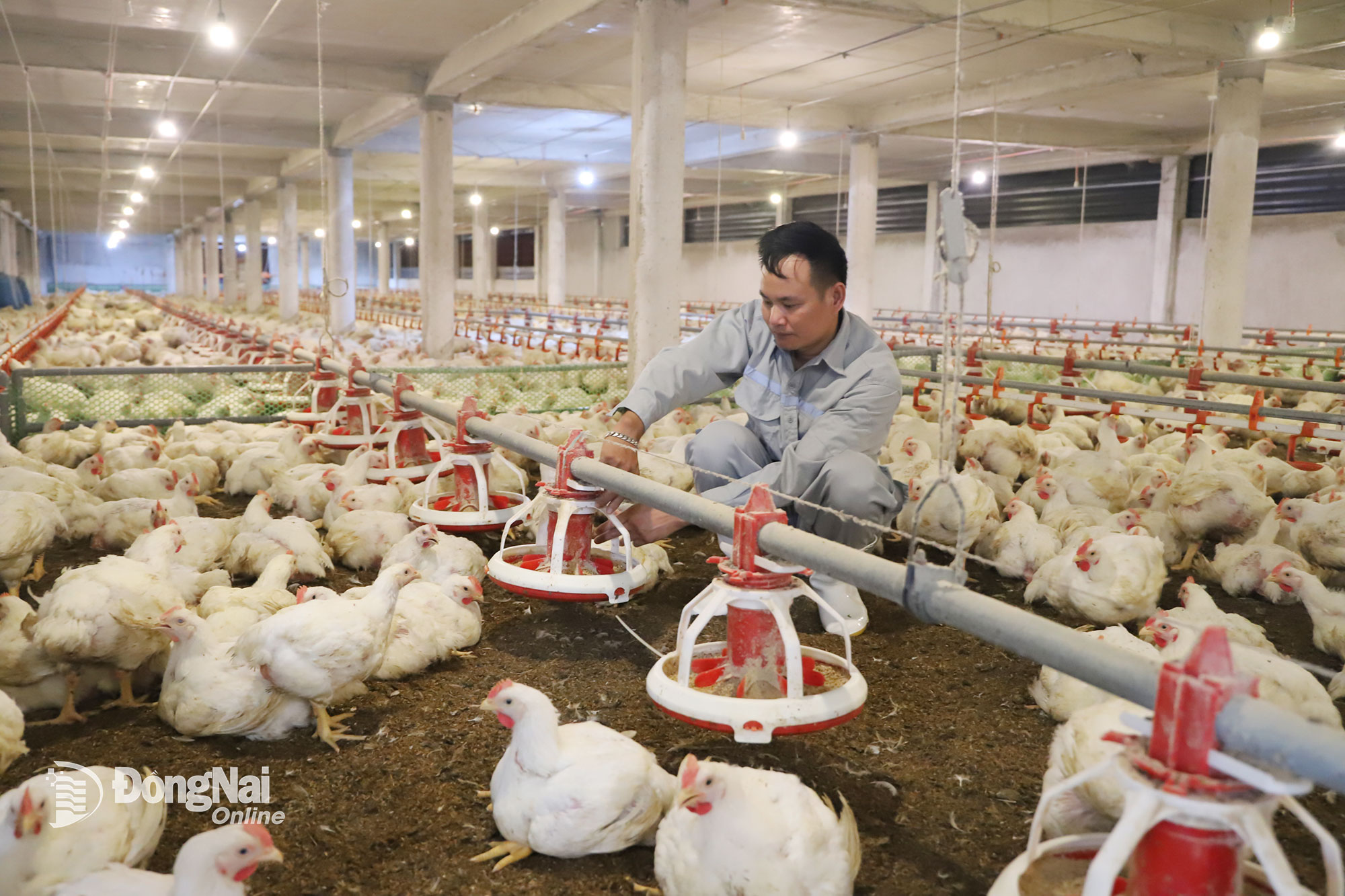 Trang trại chăn nuôi gà tại xã Xuân Đông sử dụng đệm lót sinh học - giải pháp hiệu quả nhằm giảm ô nhiễm môi trường trong chăn nuôi. Ảnh: B.Nguyên