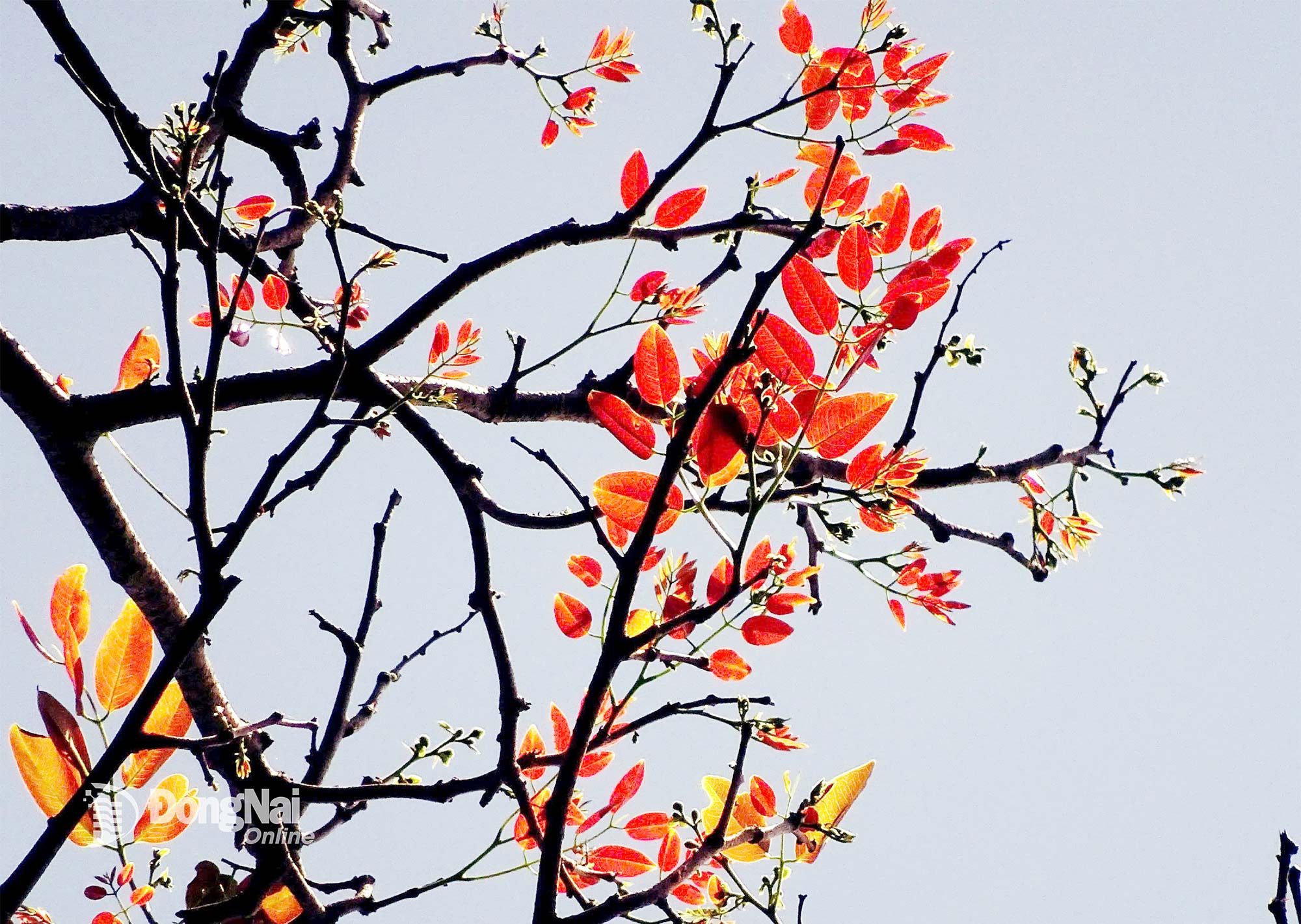 New leaves of go do (Afzelia xylocarpa) have opened red against the blue sky. This transformation is also a characteristic feature of Vietnam’s 35 national parks.

