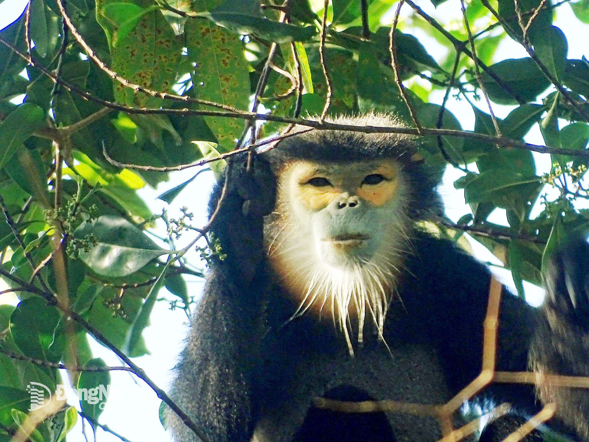 Hidden among tall tree branches are rare and precious animals, including the black-shanked douc langur.

