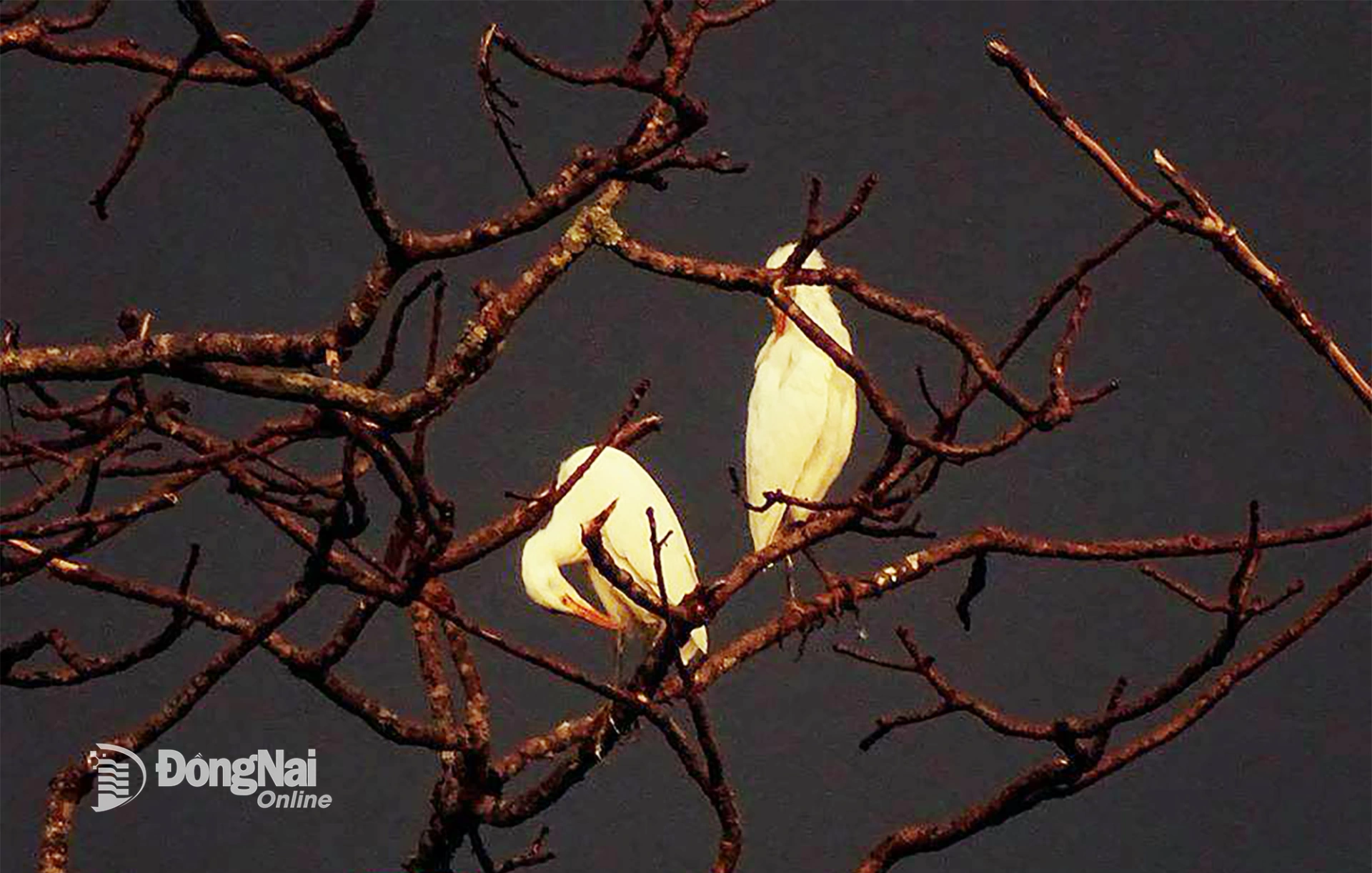 At night, flocks of birds, including egrets, return to their shelters, where nature is protected every day.

