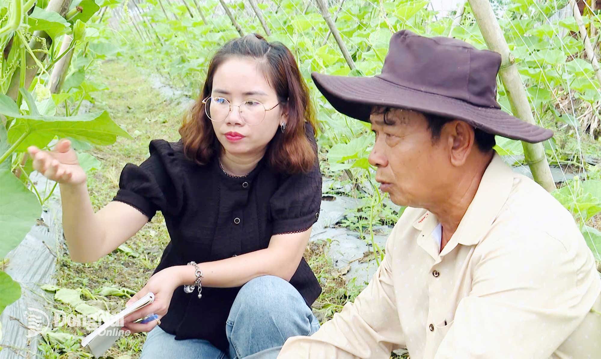 Ông Nguyễn Thanh Hồng, Giám đốc HTX rau Suối Cát, xã Xuân Lộc chia sẻ với phóng viên về quy trình làm rau hữu cơ. Ảnh: Đặng Hùng