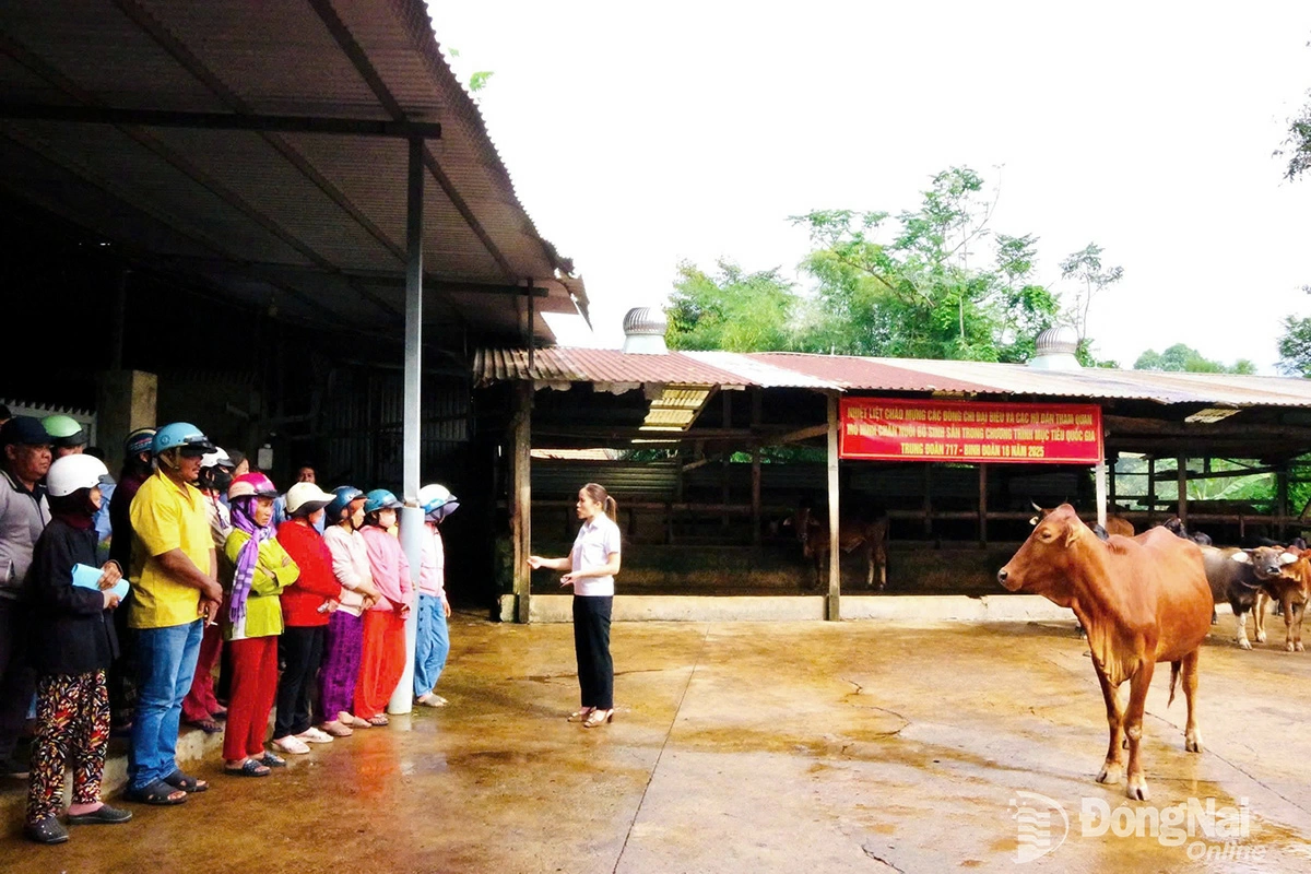 Cán bộ hướng dẫn cho bà con về quy trình xây dựng chuồng trại, cách chăm sóc, nuôi dưỡng bò sinh sản, cũng như các biện pháp phòng, trị bệnh thường gặp trên bò. Ảnh: Vân Sáng
