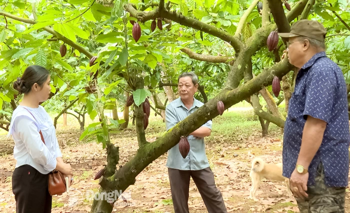 Hợp tác xã - nơi gắn kết, nâng tầm giá trị nông sản