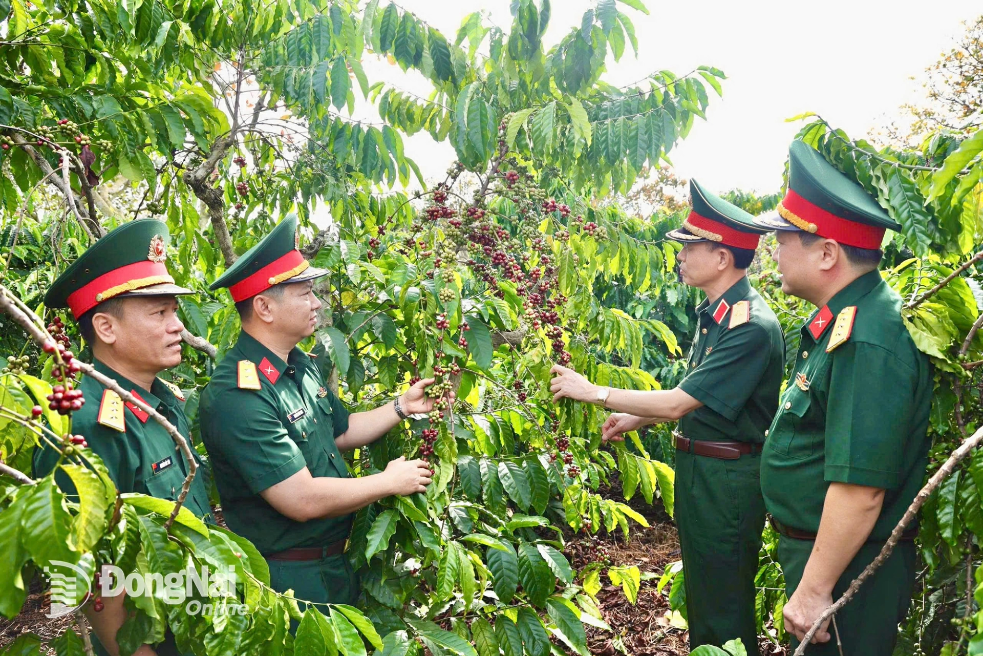 Thiếu tướng Phạm Bá Hiền, Tư lệnh Binh đoàn 16 kiểm tra sản lượng Cà phê tại Đội sản xuất 5, Trung đoàn 719. Ảnh: Anh Đức