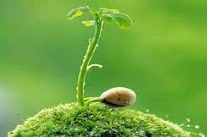 Hạnh phúc nảy mầm từ những trang sách