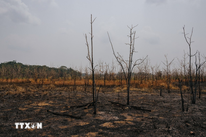 Cháy rừng do hạn hán tại bang Rondonia (Brazil) hồi năm ngoái. Ảnh: THX/TTXVN