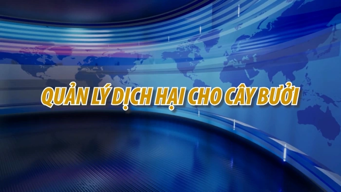 Nhà nông làm giàu cùng An Nông: Quản lý dịch hại cho cây bưởi |ĐNRTV
