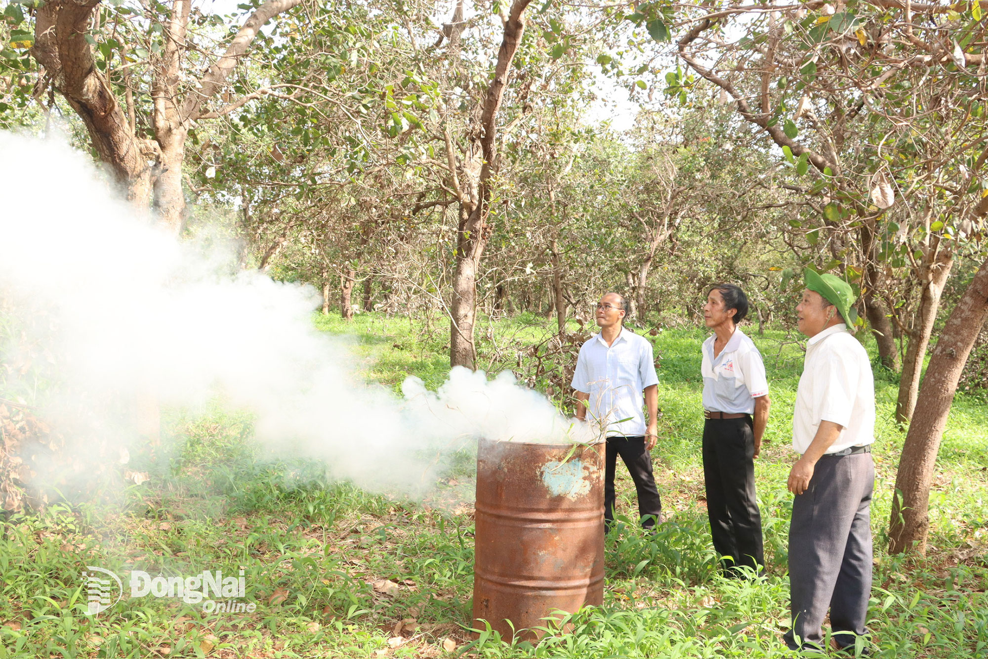 Cán bộ Hội Nông dân xã Bù Gia Mập tham quan mô hình Xử lý sâu bệnh hại trên cây điều của người dân. Ảnh: Vũ Thuyên