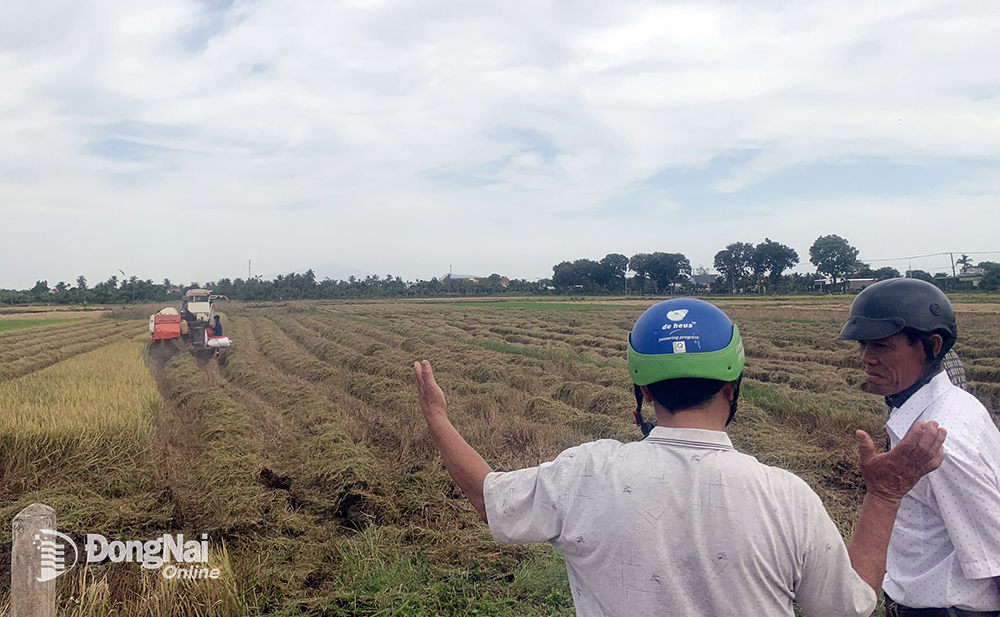Nông dân trồng lúa tại xã Sông Ray (H.Cẩm Mỹ) phấn khởi vì giá lúa tăng cao. Ảnh: L.Quyên 