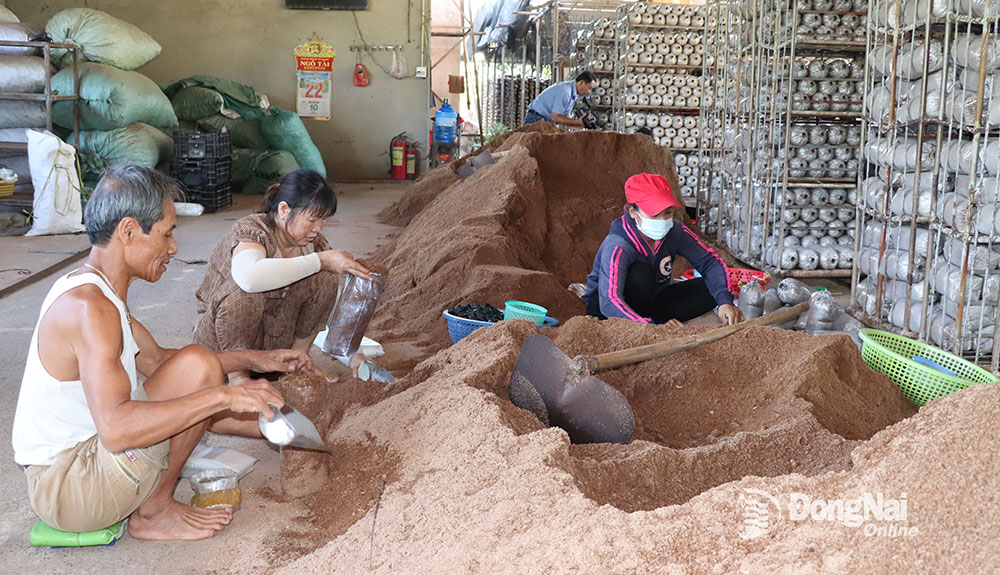 Làng nghề nuôi trồng nấm Bàu Cối đã tạo công ăn việc làm ổn định cho nhiều lao động nông thôn