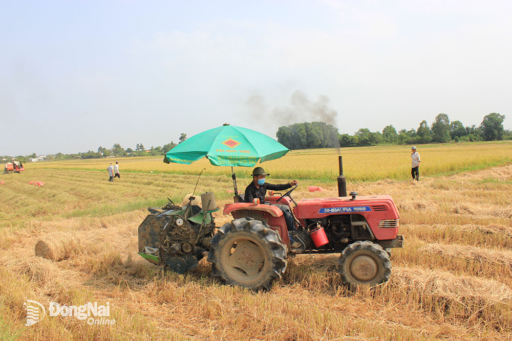 Nguồn rơm sau thu hoạch lúa được cuộn lại để tái sử dụng trong sản xuất nông nghiệp. Ảnh: B.Nguyên